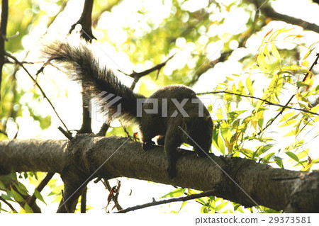 松鼠 松鼠 29373581