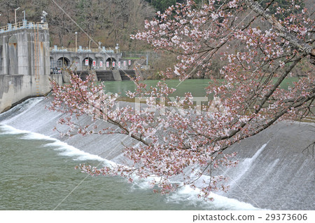 Cherry tree of Tone River 29373606