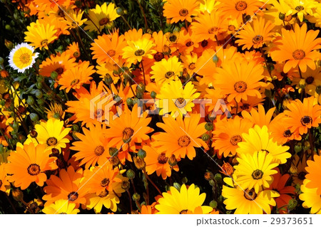 Dimorphoseca花 29373651