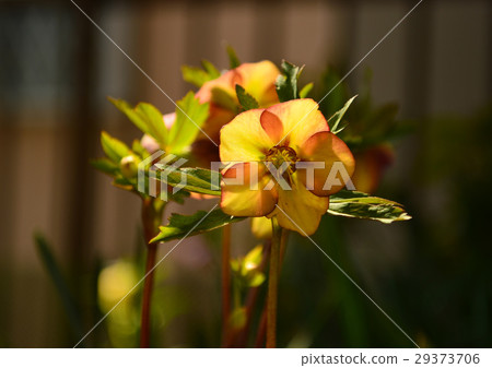 Christmas rose 29373706