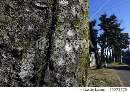 Skin and trees _ 603 Skin and trees _ 603 29373776