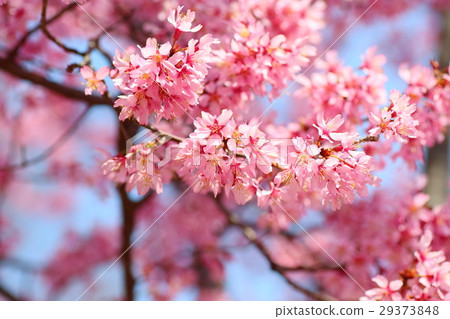 Sakura Bloom 29373848