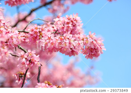 櫻花盛開 29373849