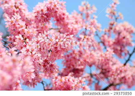 櫻花盛開 29373850