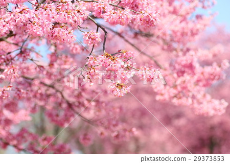 櫻花盛開 29373853
