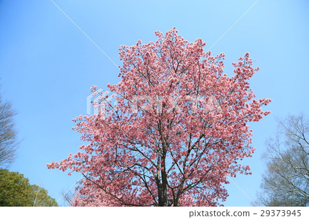 櫻花盛開 櫻花盛開 29373945