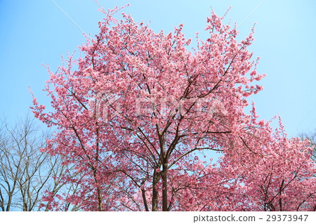 櫻花盛開 29373947