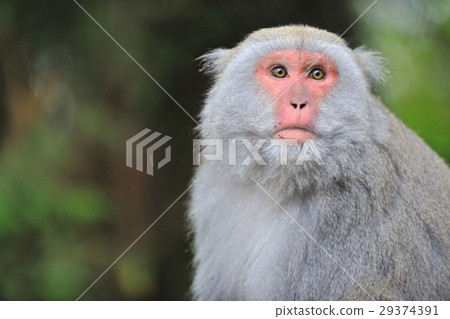 猴子,台灣獼猴,毛,野生動物 29374391