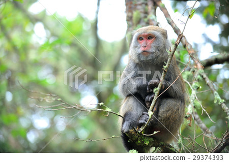 猴子,台灣獼猴,毛,野生動物 29374393