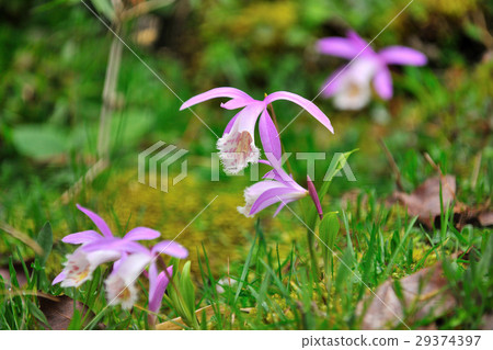 One-leaf orchid, orchid, flower, flower, blossom, Alishan One-leaf orchid, orchid, flower, flower, blossom, Alishan 29374397