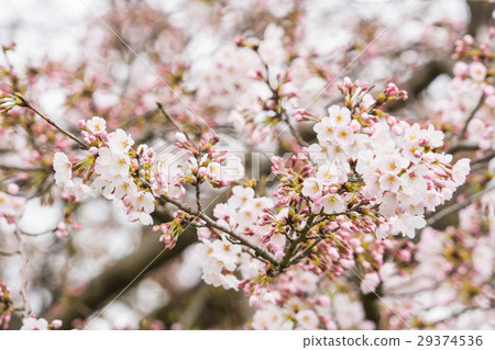 Sakura ~ Towards Full Bloom / Japanese Cherry Blossoms to Bloom 29374536