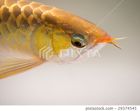 亞洲龍魚 29374545