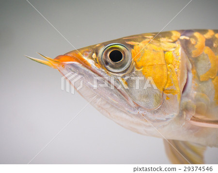 亞洲龍魚 亞洲龍魚 29374546
