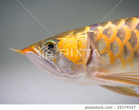 亞洲龍魚 29374547