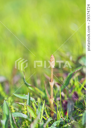 Tsukushi of Lake Biwa 29374724