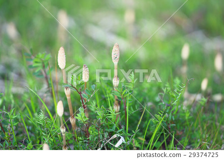 Tsukushi of Lake Biwa 29374725