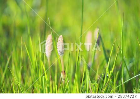 Tsukushi of Lake Biwa 29374727