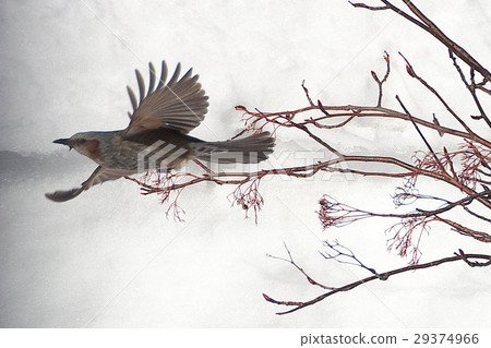 Brown eagle fly 29374966