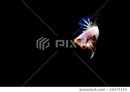 siamese fighting fish siamese fighting fish 29375154