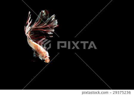 siamese fighting fish  29375236