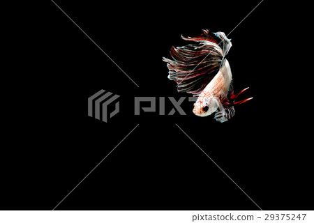 siamese fighting fish siamese fighting fish 29375247