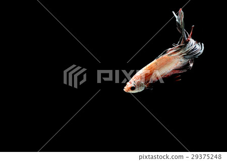 siamese fighting fish siamese fighting fish 29375248