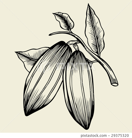 Hand drawn cocoa bean. 29375320