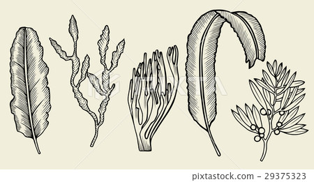 Set of seaweed Set of seaweed 29375323