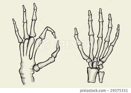 set of Skeleton hand set of Skeleton hand 29375331