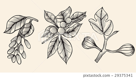 Vector collection illustration. 29375341