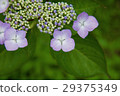 繡球花3 29375349