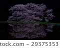 櫻花櫻花 29375353