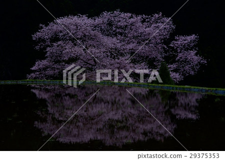 櫻花櫻花 29375353