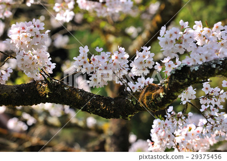 Alishan, flower, cherry blossom, blossom Alishan, flower, cherry blossom, blossom 29375456