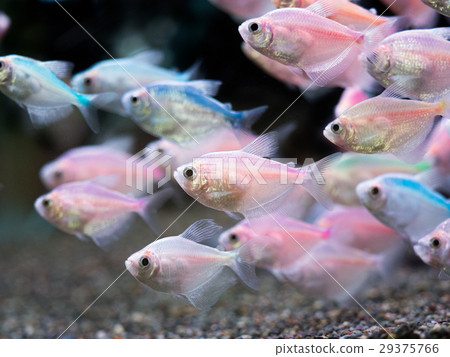 顏色黑色Tetra 顏色黑色Tetra 29375766
