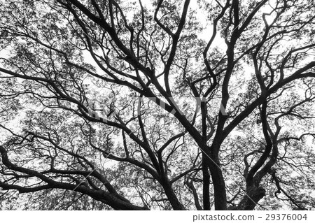 Tree branches black and white 29376004