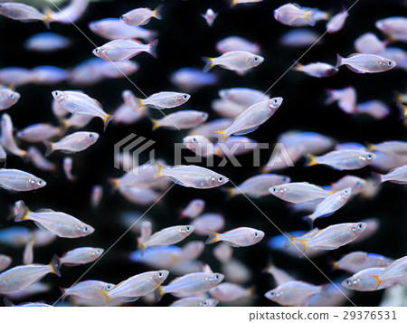 Neon Dwarf Rainbow 29376531