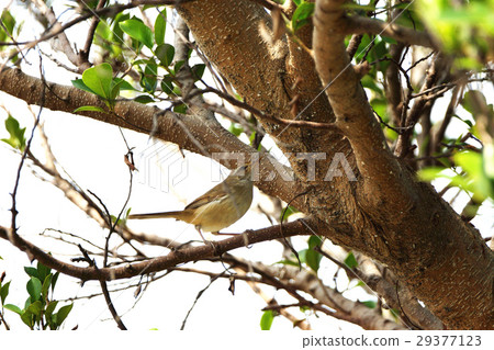 一隻鳥 一隻鳥 29377123