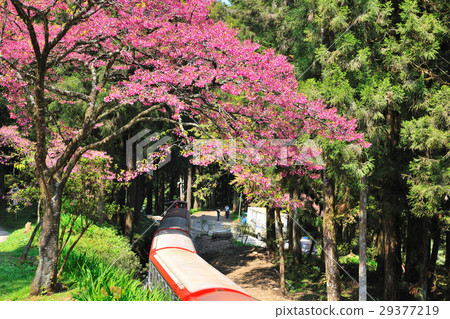 Alishan, train, flower, cherry blossom, blossom Alishan, train, flower, cherry blossom, blossom 29377219