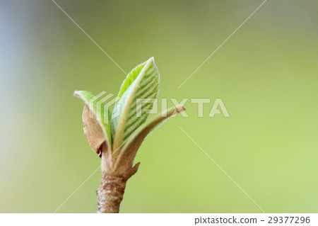 Natural plants eggs, buds. Sprout scales that have finished their job are clinging to young leaves Natural plants eggs, buds. Sprout scales that have finished their job are clinging to young leaves 29377296