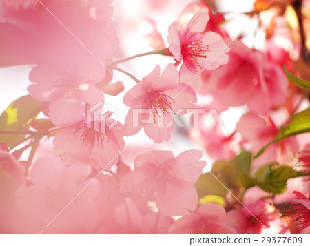 Kasumi Kawazu櫻桃樹 Kasumi Kawazu櫻桃樹 29377609