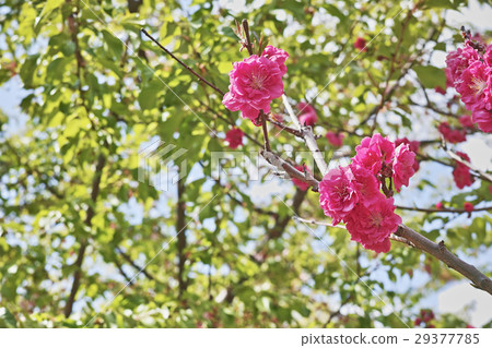 Pink peach blossoms 29377785