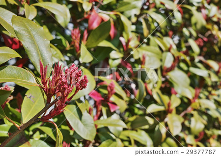 kannome mochi的紅色新芽 kannome mochi的紅色新芽 29377787