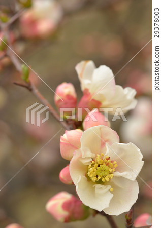 Blurred flowers 29378003