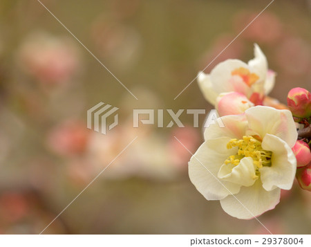 Blurred flowers 29378004