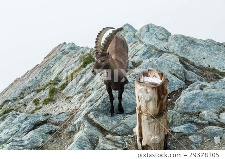 ibex ibex 29378105