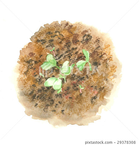 蘿蔔發芽 蘿蔔發芽 29378308