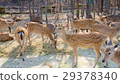 nice and cute chital 29378340