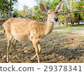 nice and cute chital 29378341