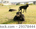 black, black color, noir 29378444